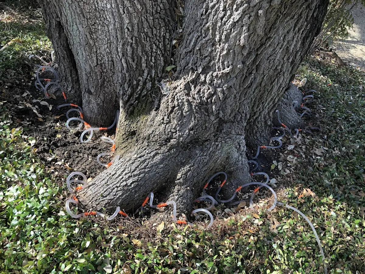 Detailed Tree Cabling and Bracing job site in Shaw