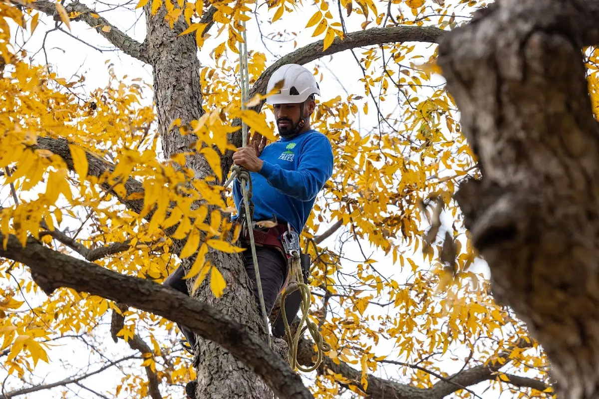 Skilled Tree Trimming crew working in Shaw